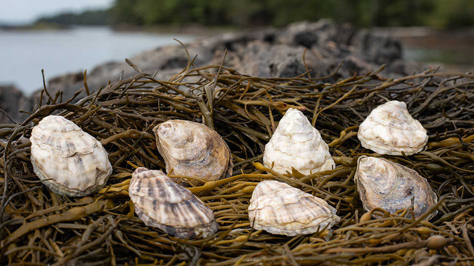 牡蛎壳和大型藻类(如海带)是促进海洋健康的修复解决方案. 